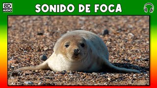 SONIDO DE FOCA [upl. by Audwen659]