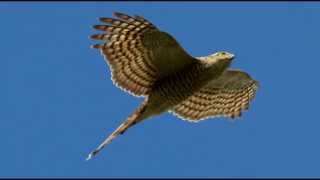 Sparrowhawk Bird Call Bird Song [upl. by Akitnahs784]