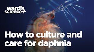 Caring and Culturing for Daphnia [upl. by Enomal]