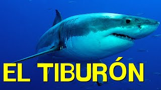 El TIBURÓN cómo vive alimentación nado morfología🦈 [upl. by Anierdna]