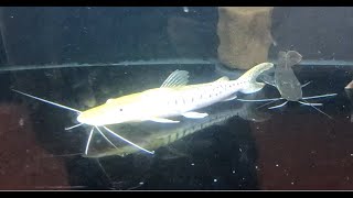 PLATINUM Tiger Shovelnose Catfish [upl. by Nnalatsyrc742]