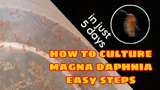 How to Culture Magna Daphnia Easily [upl. by Lumbye]