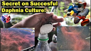 How to Culture Daphnia Successfully [upl. by Karoly]