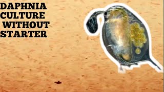 HOW TO CULTURE DAPHNIA NATURALLY WITHOUT A STARTER [upl. by Brenton]