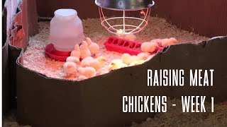 Raising Meat Chickens  WEEK 1 [upl. by Yerdna746]