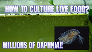 How to Culture Daphnia Secret Method to Breed MILLIONS  Simply Aquatic [upl. by Ailee]