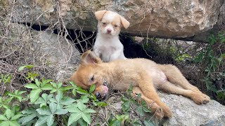 The cry for help of two dogs abandoned by their cruel owner on the side of the road and I saved them [upl. by Eirellam]