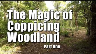 Exploring an Oak and Hazel Coppiced Woodland in West Sussex  Pt 1 [upl. by Ellehsal]