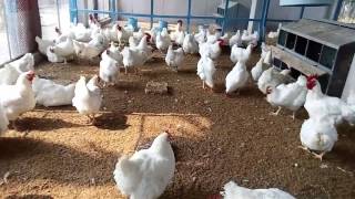 How To Start Broiler Parent Breeding Poultry Farm  Broiler Egg Production [upl. by Portugal]