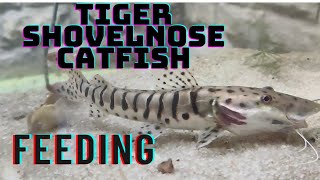 Shovelnose catfish  tiger shovel nose catfish feeding [upl. by Rovit]