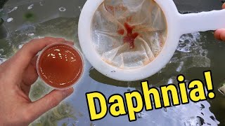 How I Culture Daphnia In Outdoor Tubs [upl. by Arraes573]