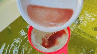 How to culture daphnia  Daphnia culture  How to grow daphnia outdoor [upl. by Bourn148]