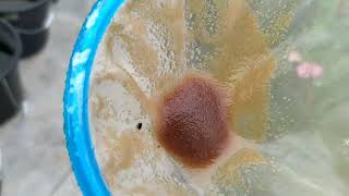 How to culture daphnia moina in a small container Part 1 English Subtitle [upl. by Eserrehs]