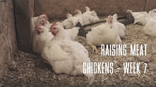 Raising Meat Chickens  WEEK 7 [upl. by Lama]