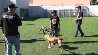 Dog to Dog Interaction and Corrections Bound Angels University [upl. by Sarad]