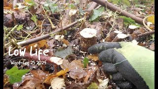 Why Cut Hazel Coppice Low Tree shelters Good Bad Ugly A Woodland Vlog 25 2024 [upl. by Nolrah]