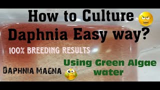 Daphnia MagnaHow to Culture Daphnia Easy wayCulturing Daphnia using Green water Daphnia [upl. by Ymorej]