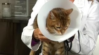 Feline Neutering amp PostSurgery Instructions  Cat Health Care amp Behavior [upl. by Ransom676]