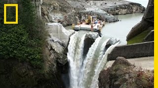 After Largest Dam Removal in US History This River Is Thriving  National Geographic [upl. by Nylahsoj19]