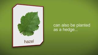 How to plant a Hazel Hedge Plant by Heathwood Nurseries  Grown from British seed [upl. by Dallas]