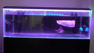 Silver arowana shovelnose catfish [upl. by Anella]