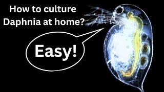 BEST Live Fish Food Beginner guide How to Culture Daphnia at home [upl. by Bruce3]