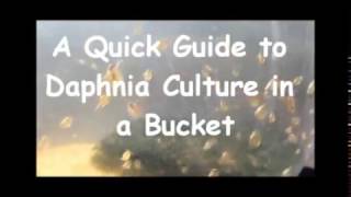 How to culture daphnia outside [upl. by Anircam]