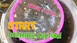 How to culture daphnia moina the easy way 1  Starting the Daphnia culture [upl. by Kowal]