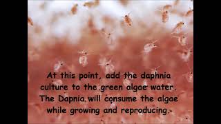 Daphnia  How to grow daphnia in your home [upl. by Chuu893]