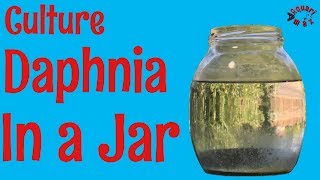 How to Culture Daphnia in a Jar [upl. by Eldridge813]