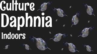 How to Culture Daphnia [upl. by Pasahow658]