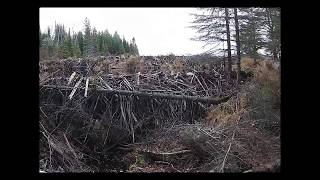 Beaver Dam Collapse Update 2018 [upl. by Berkley]