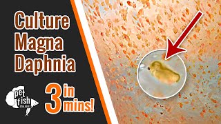 How to culture DAPHNIA MAGNA  The easy way [upl. by Accem886]