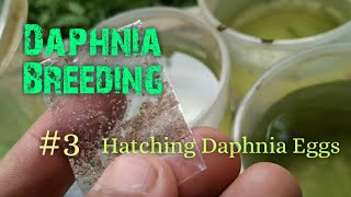 Daphnia Culture made simple and easy 3  Hatching Daphnia eggs [upl. by Woodhouse]