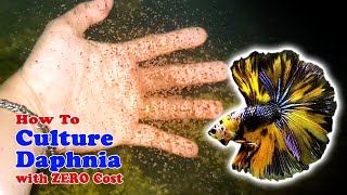 How to Culture Daphnia with ZERO Cost  Unlimited Live Food For Our Fish [upl. by Derfniw]