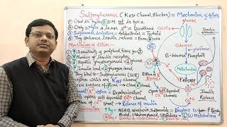 Diabetes Mellitus Part10 Mechanism of Action of Sulfonylurease  Antidiabetic Drugs  Diabetes [upl. by Nickelsen]