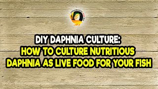 DIY Daphnia Culture How to Culture Nutritious Daphnia as Live Food for Your Fish [upl. by Bern788]