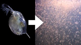 How I Culture Daphnia [upl. by Rhody477]