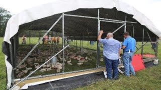 Raising 20000 Chickens On Pasture COMPLETE [upl. by Jeanie984]