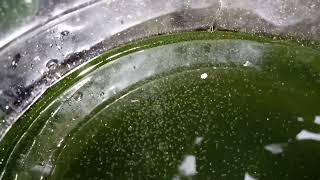 DAPHNIA MOINA CULTURE IN A SMALL BUCKET [upl. by Lalita]