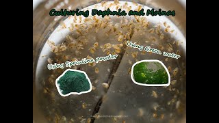 How To Culture Daphnia and Moinas using Green Water Spirulina powder [upl. by Om356]