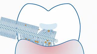 Curaprox  Interdental brushes vs floss [upl. by Niasuh]