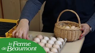 Découvrir lincubation en couveuse  Conseils de la Ferme de Beaumont [upl. by Avrom]