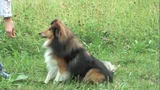 Sheltie Joy  Tricks amp Commands [upl. by Nutsud267]