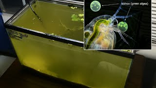 Raising Daphnia for the Freshwater Aquarium [upl. by Sapers]