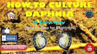 HOW TO CULTURE DAPHNIA In Easy Way [upl. by Ryle]